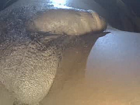 dadyschlong Cam